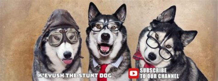 K'eyush The Stunt Dog net worth, income and estimated earnings of Youtuber channel