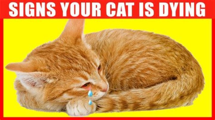 Kitten Natividad Died: What Was Her Cause Of Death?